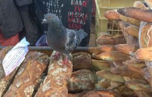Skal det være en pariserloff? Duer og brød i lett blanding her på matmarkedet i Dijon.