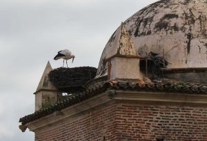 Vi tok toget til Caceres og fikk se storkene som byen er kjent for. De hekker på høye hus og kirkespir.