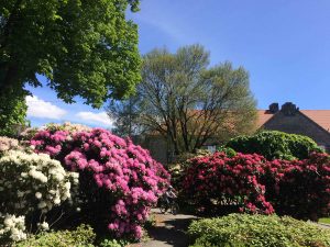 Bergen - kjent for sine rododendroner.
