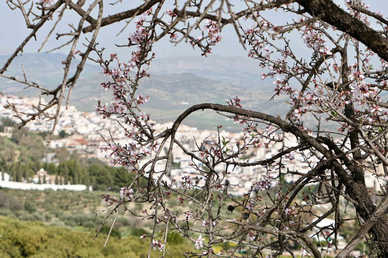 Reisens egentlige mål - en liten by i Andalucia der mandeltrærne blomstrer i februar.