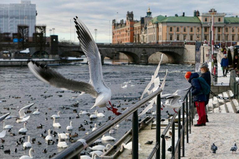 Folk og fugler fotografert fra Strömbron i Stockholm sentrum.