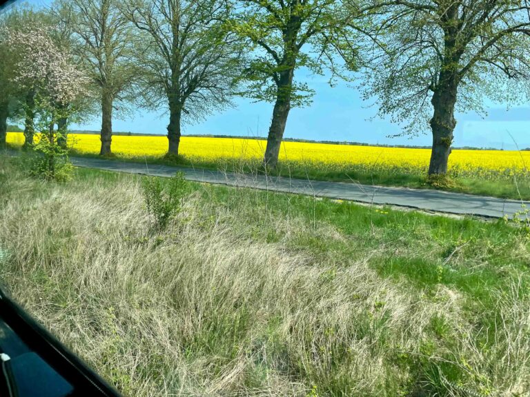 Videre til Kołobrzeg reiste vi på en jernbanelinje markert med grønt på kartet for «scenic route». I slutten av april da rypsen blomstret, var det en både grønn og gul opplevelse!